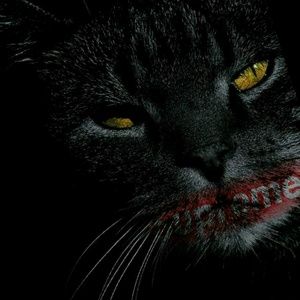 Meet your Posher, Manolo